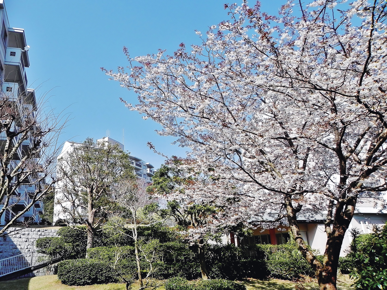 ラビドール御宿は太平洋を見下ろす高台に開かれた別荘地の一画に立つ桜