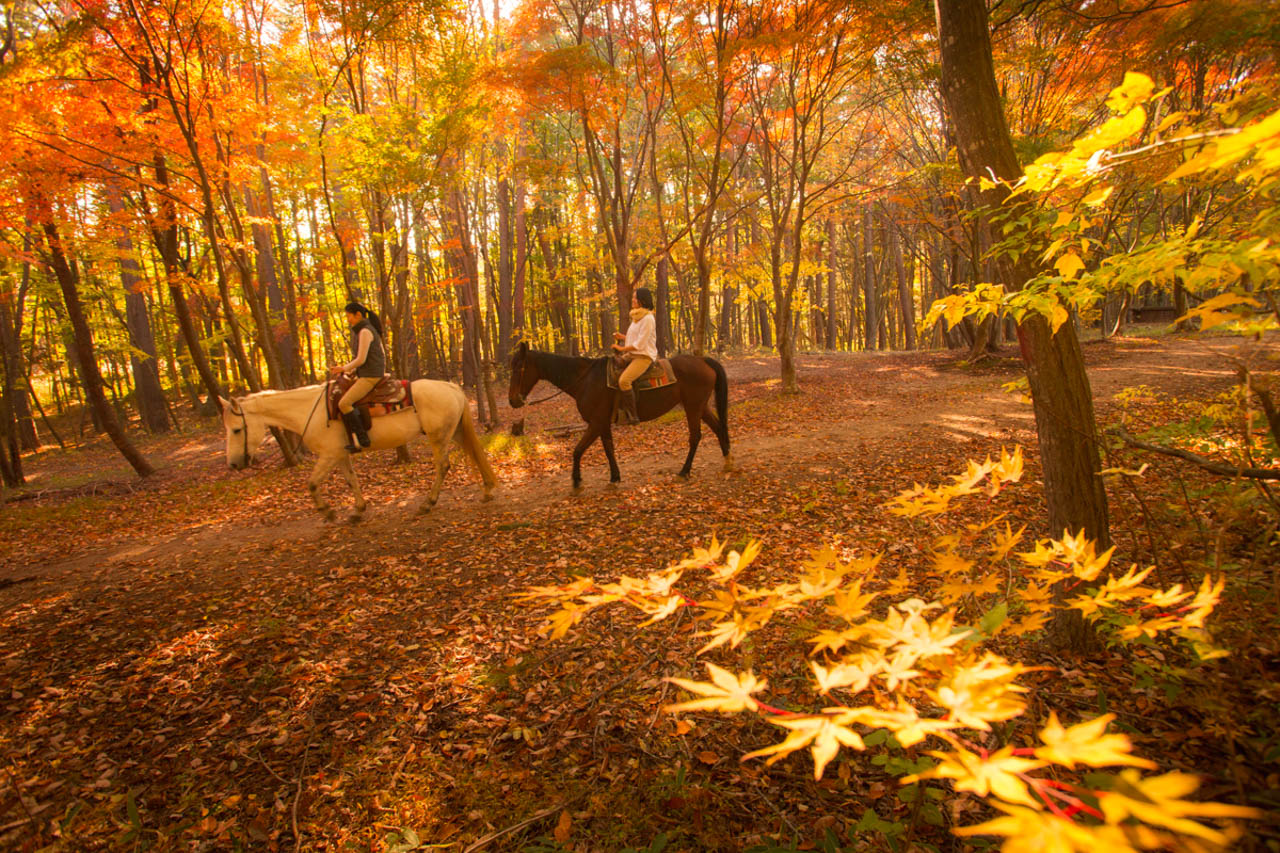 赤や黄に染まった八ヶ岳の森で、馬上から紅葉狩りを楽しむことができる。