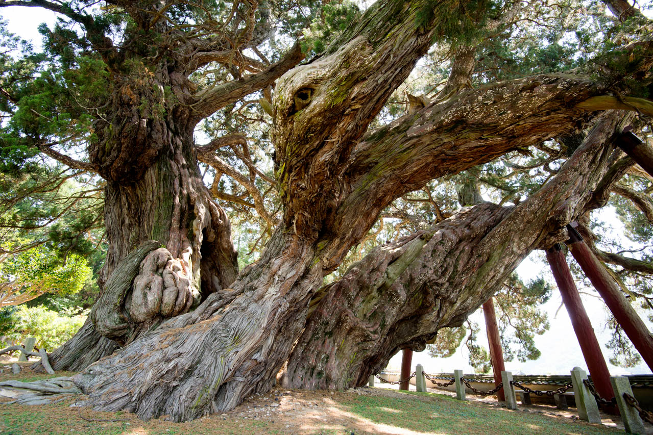 宝生院の境内に植えられたシンパクの大樹の雄大な姿からは、長い年月の流れを感じられる。