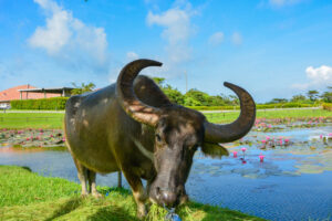 水牛が遊ぶ池も。水牛のおすぎとあずきが年中無休で出迎えてくれる。