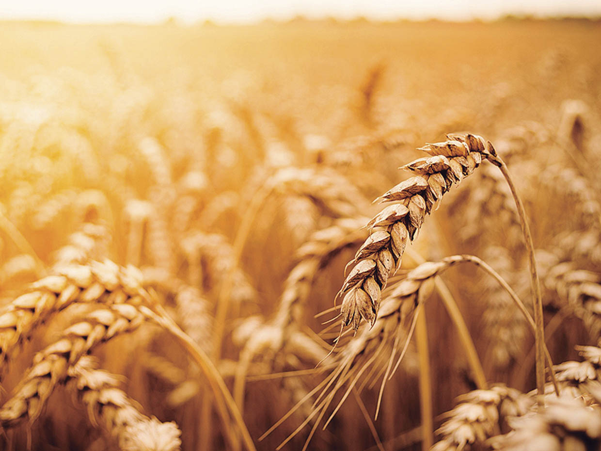 主原料となるのは寒冷なドイツ北部で有機栽培される生命力の強いライ麦。大豆の約8倍もイソフラボンが含まれるスイス産レッドクローバー。カプセルも植物性で大豆皮膜とカカオでコーティング。安心して飲める。