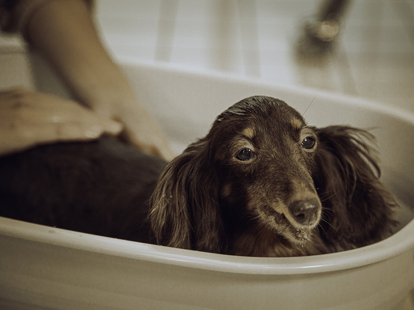 犬　入浴