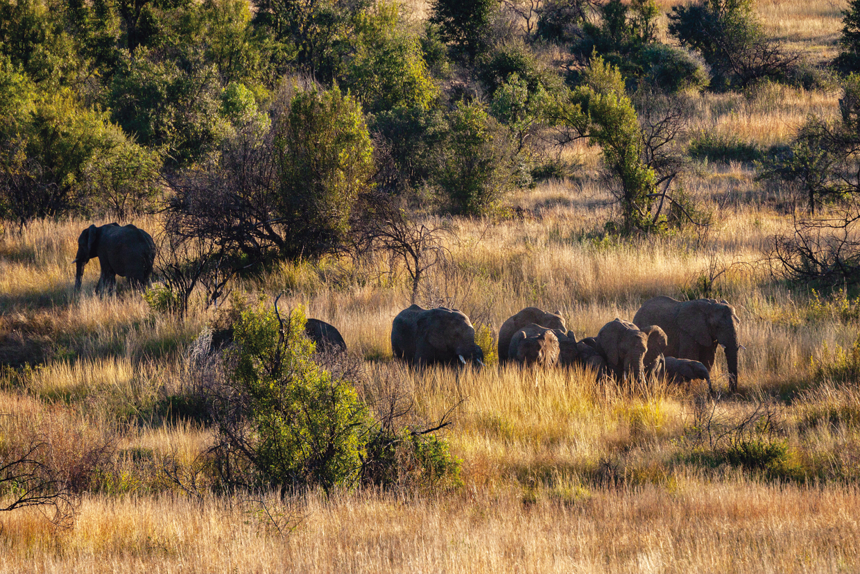 朝焼けの光を受けて姿を現した象の群れ