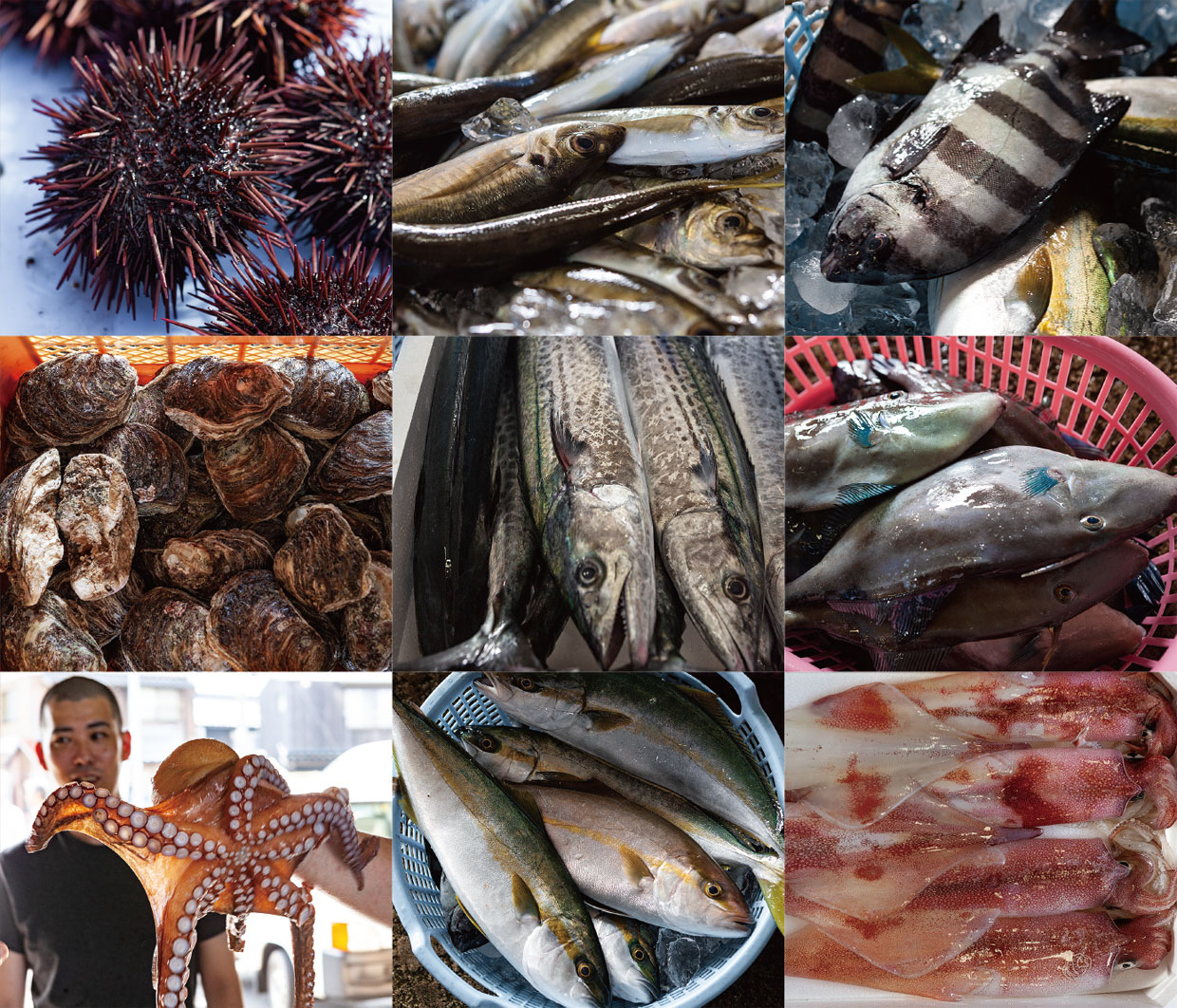 淀江漁港の魚たち