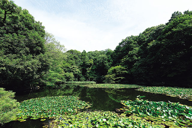 明治神宮。御社殿の南側にある「南池」