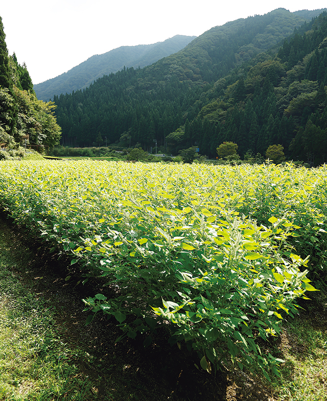 鳥取、若桜農林振興。今年で5年目を迎えたえごま栽培