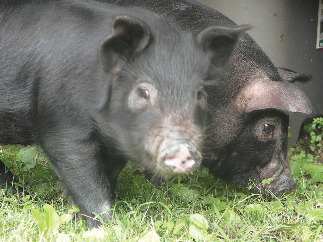 アグー豚は脂肪が多く、肉が柔らかくて臭みが少ないうえに、コレステロール値が低いのが特徴