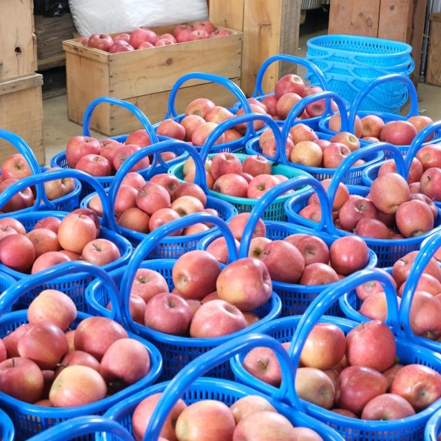 青森県弘前市 SDGsで切り拓く 持続可能な「日本一のりんご産地」-りんごDX-