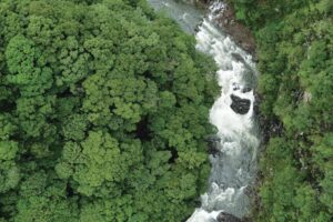 千古不易の照葉樹林、綾の森、NilesNile4月号特集