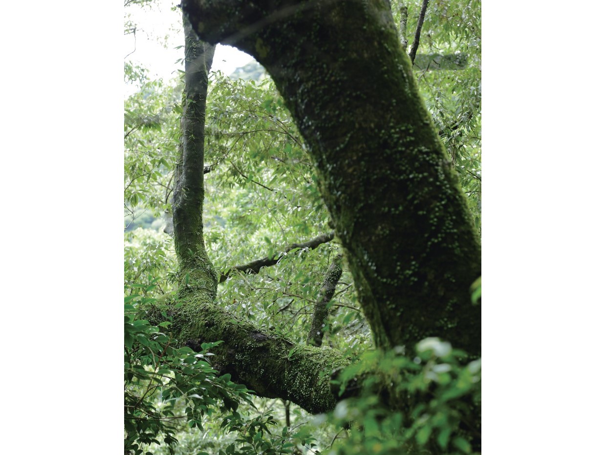 千古不易の照葉樹林、綾の森、NilesNile4月号特集