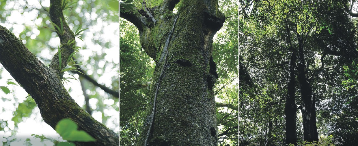 千古不易の照葉樹林、綾の森、NilesNile4月号特集