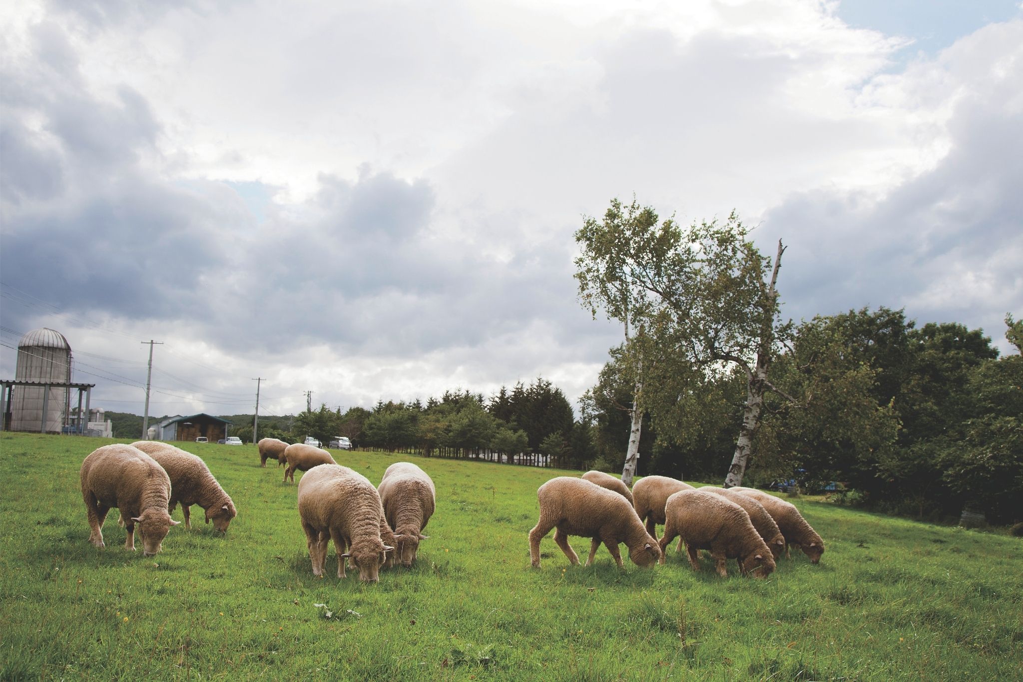 羊たちと逆風の中を生き抜く、羊特集、5月号