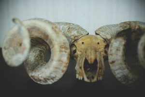 不可思議な羊の正体　羊たちと逆風の中を生き抜く