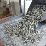 唯一無二 アジフライの聖地、長崎県松浦市