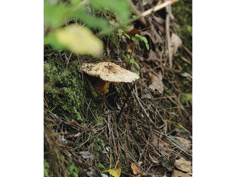 丹波・松茸山物語