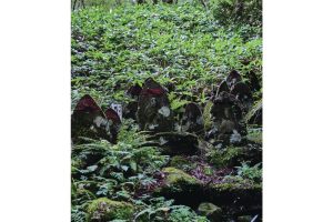 雪代水が育むカキ 宮城・気仙沼