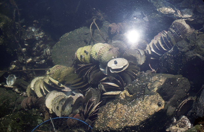東北緑色革命風景の力、土地の力