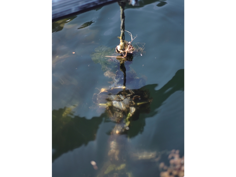 雪代水が育むカキ 宮城・気仙沼