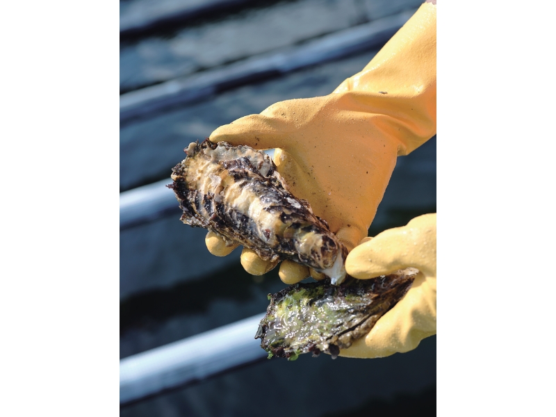 雪代水が育むカキ 宮城・気仙沼