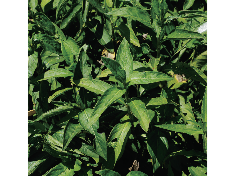 阿波へ阿波藍の誕生