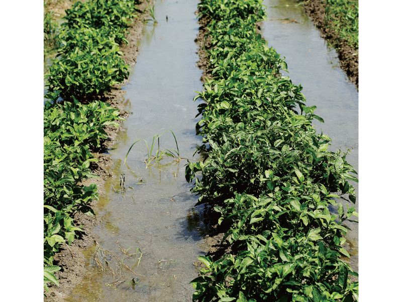 阿波へ阿波藍の誕生