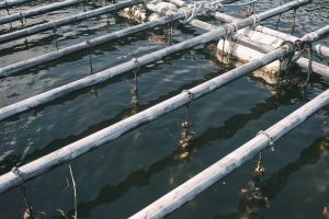 雪代水が育むカキ 宮城・気仙沼