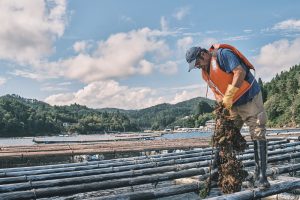 雪代水が育むカキ 宮城・気仙沼