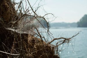 東北緑色革命風景の力、土地の力