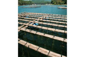 東北緑色革命風景の力、土地の力