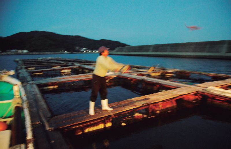 豊後水道一本釣りにこだわる漁師たちがいる