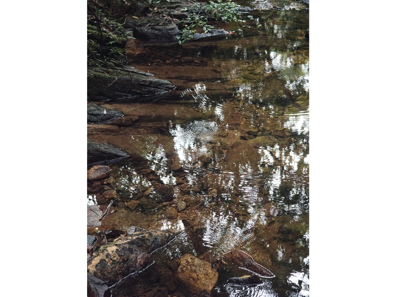 固有種から珊瑚へ沖縄・やんばる