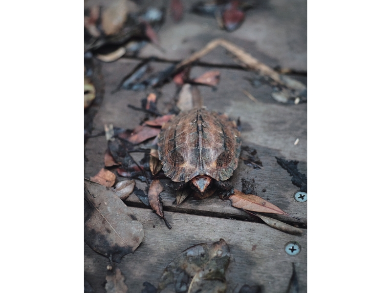 固有種から珊瑚へ沖縄・やんばる