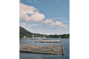 雪代水が育むカキ 宮城・気仙沼