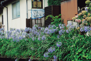 不昧公の松江・数寄者