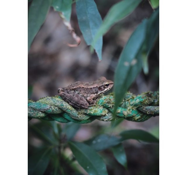 固有種から珊瑚へ沖縄・やんばる