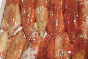 時今浪花賑活気あふれる天下の台所