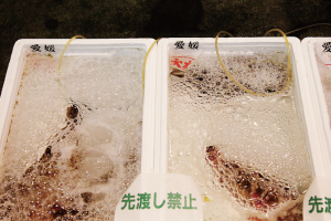 時今浪花賑活気あふれる天下の台所