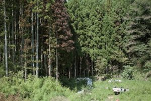 東北緑色革命風景の力、土地の力