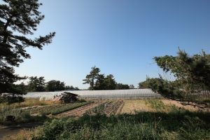 豊穣の地で育まれる伝統野菜