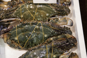 時今浪花賑活気あふれる天下の台所