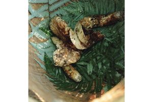 丹波・松茸山物語