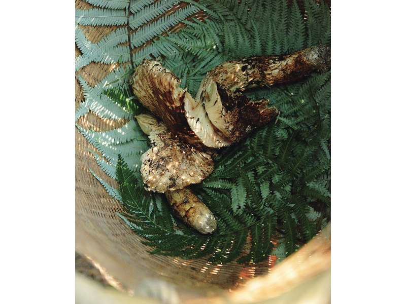 丹波・松茸山物語