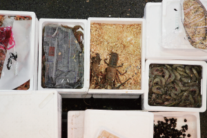 時今浪花賑活気あふれる天下の台所