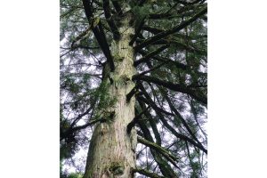 雪代水が育むカキ 宮城・気仙沼