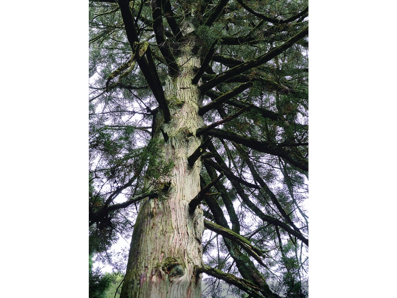 雪代水が育むカキ 宮城・気仙沼