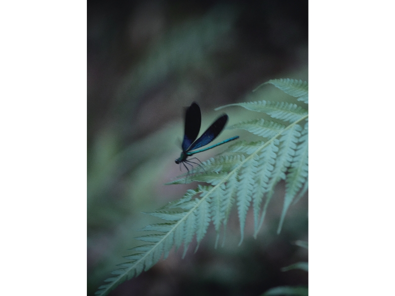 固有種から珊瑚へ沖縄・やんばる