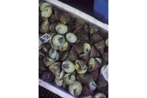 最西端の島、福江鬼門と繁栄