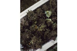 最西端の島、福江鬼門と繁栄