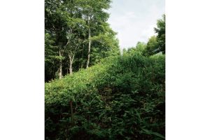 東北緑色革命風景の力、土地の力