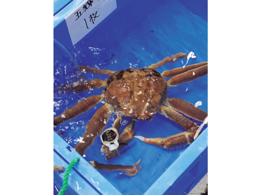 蟹と鳥取の物語松葉がにに沸く岩美町